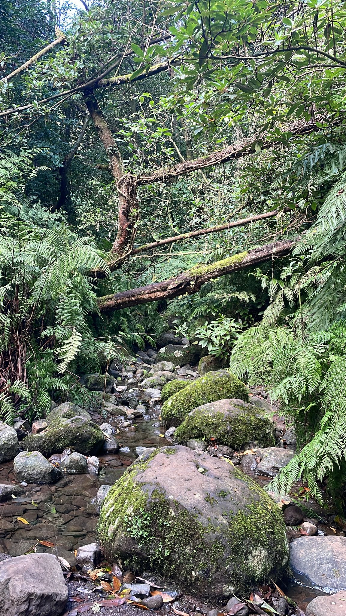 Levada do Rei