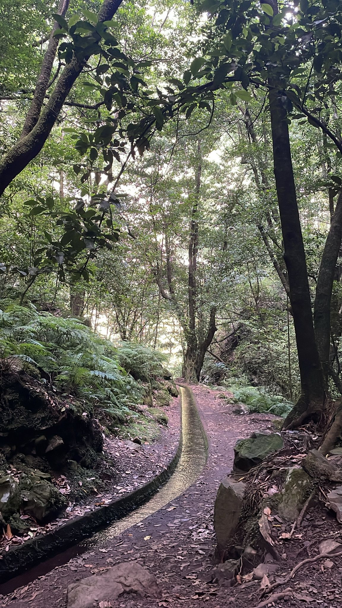 Levada do Rei