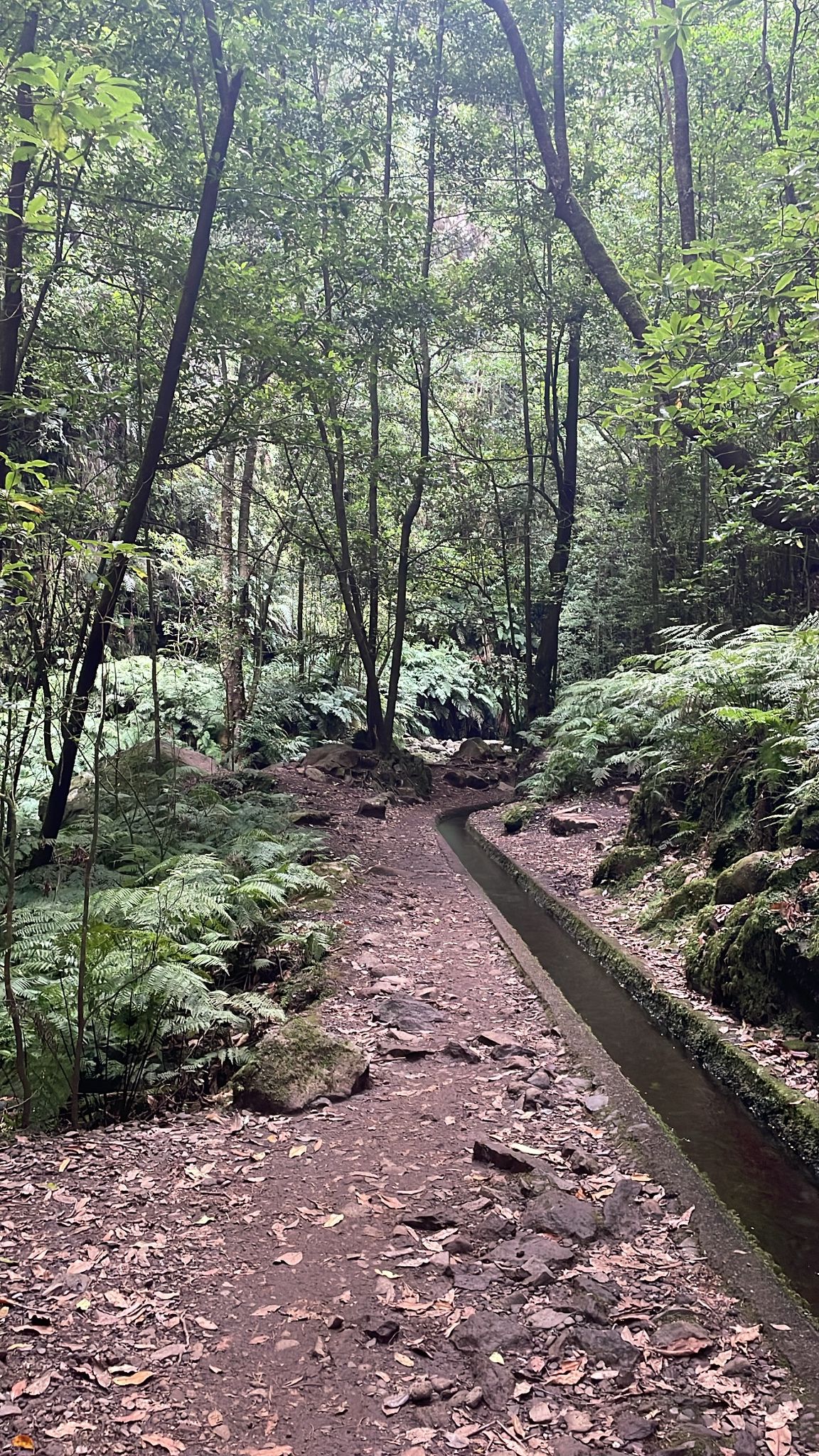 Levada do Rei