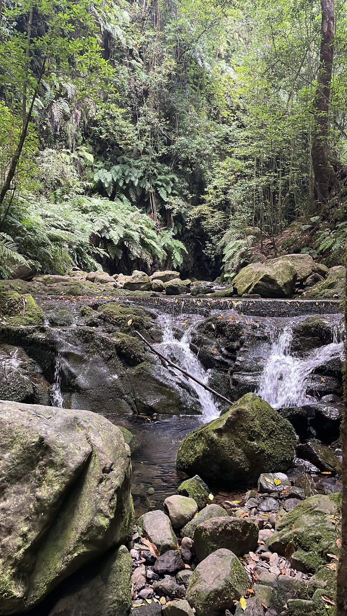 Levada do Rei